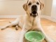 ¿Pueden los perros comer platano?